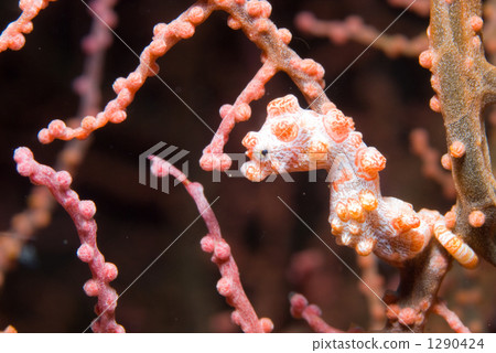 豆丁海馬 海馬 魚 1290424