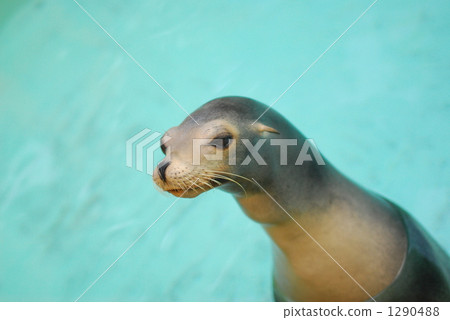 Sea lion (Keihin Aquarium) 1290488