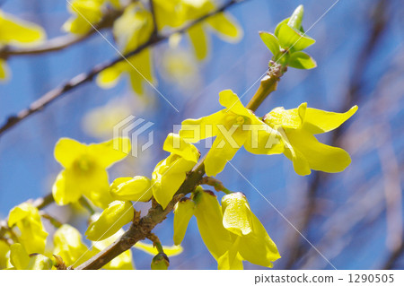 連翹花 連翹花 1290505