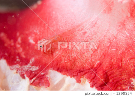 魚 一隻小動物 鹹水魚 1290534