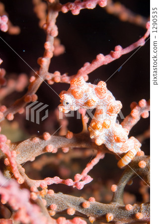 魚 海馬 豆丁海馬 1290535