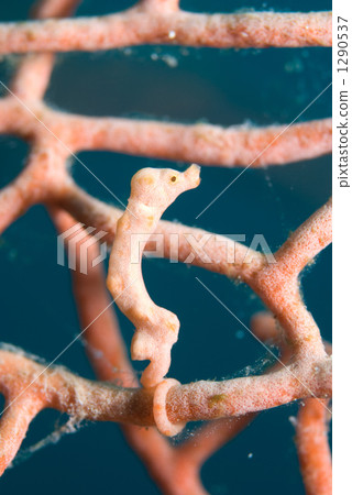 魚 海馬 豆丁海馬 1290537