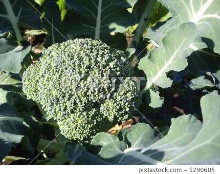 Broccoli at harvest 1290605