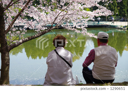 Senior couple enjoying cherry blossoms Senior couple enjoying cherry blossoms 1290651