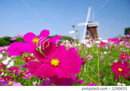 Dutch windmill and cosmos Dutch windmill and cosmos 1290653