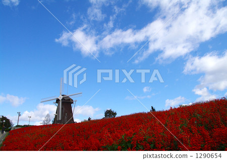 Dutch Windmill and Salvia Dutch Windmill and Salvia 1290654