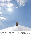 Snowy Mountain Rabbit 1 1290775