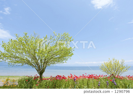 Lake Biwa scenery 1290796