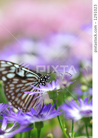 A paradise of a butterfly A paradise of a butterfly 1291023