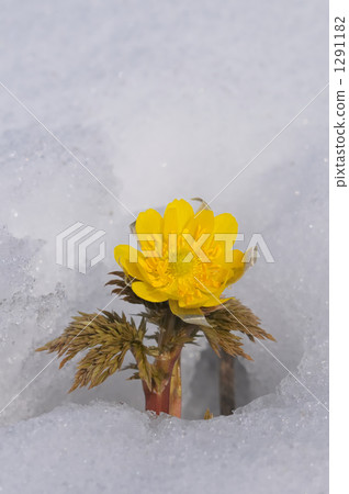 Fukuwaku blooming in the snow Fukuwaku blooming in the snow 1291182