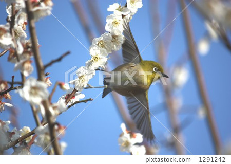 Fly between plum blossoms Fly between plum trees Fly between plum blossoms Fly between plum trees 1291242