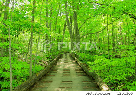 Iinumauma的山毛櫸森林和一條步道 1291306