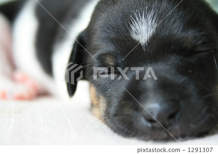 小型犬 玩具狗 小狗 1291307