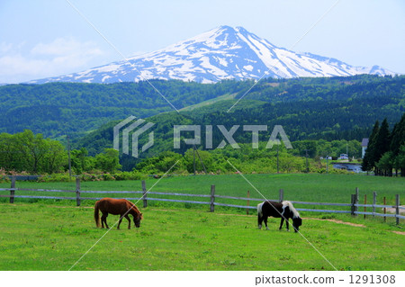 小馬和Chokai 1291308