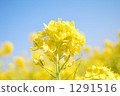 油菜花 油菜 舉起 1291516