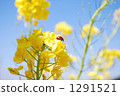 油菜花 油菜 瓢蟲 1291521