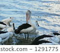 pelican, pelicans, avian 1291775