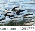pelican, pelicans, avian 1291777