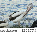 pelican, pelicans, avian 1291778