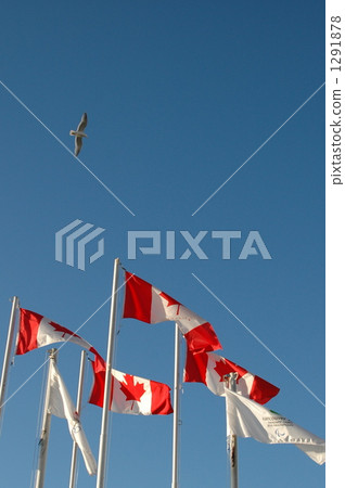 banner, migratory, migratory bird 1291878