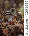 Ezoshimaris 1291922