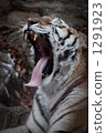 siberian tiger, tiger, tigers 1291923