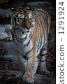 siberian tiger, tiger, tigers 1291924