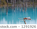 Red dragonfly standing in a blue pond 1291926