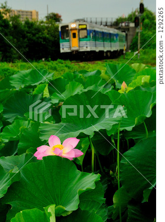 Lotus and Kurumin link 1292265