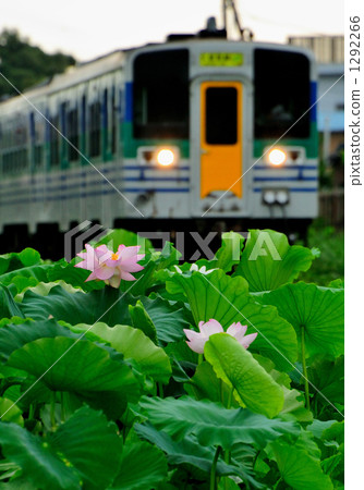 Lotus and Kurumin link 1292266