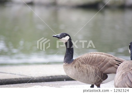 加拿大鵝 槍 大雁 1292324