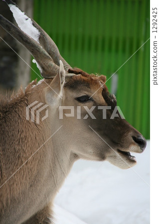 eland, cow, cattle 1292425