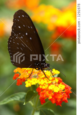 Tsumura sucking honey in Lantana Madara Tsumura sucking honey in Lantana Madara 1292878