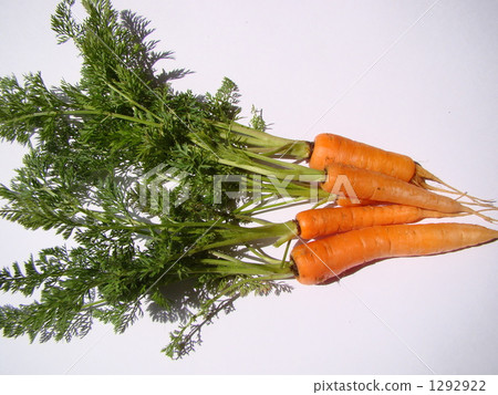 紅蘿蔔 1292922