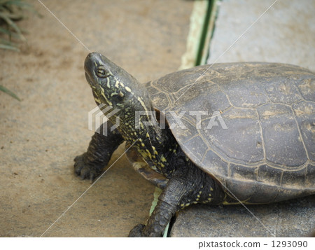 中國池龜 烏龜 一隻小動物 1293090