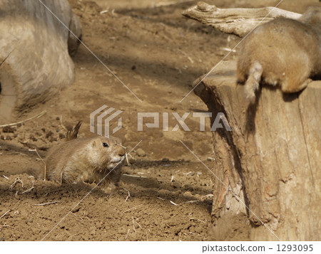 lock eyes with, prairie dog, prairie dogs 1293095