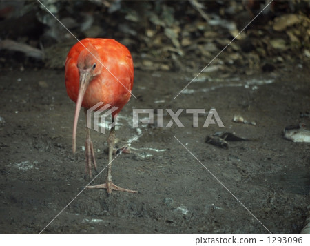 avian, wild bird, bird 1293096