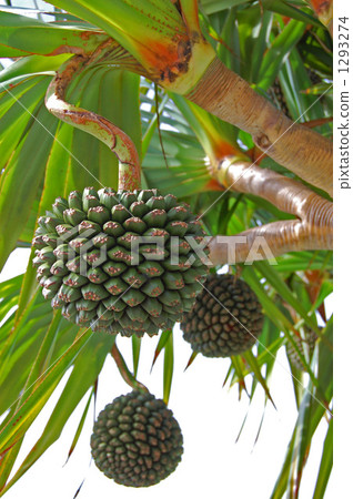 阿丹的果實 1293274