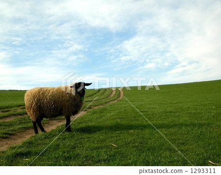 薩福克我 1293311