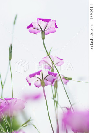 Mugi senneum 1293413