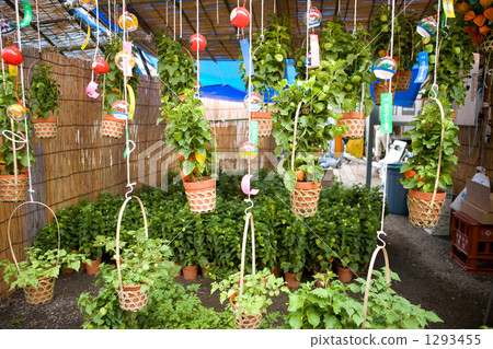 CIZUKI-shi of Asakusadera 1293455