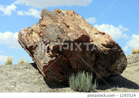dark brown, grand circle, grass 1293524