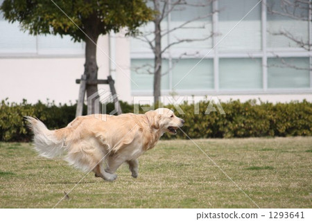 金毛獵犬 金毛獵犬 1293641