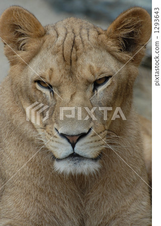 Female lion Female lion 1293643