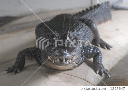 crocodile crocodile 1293647