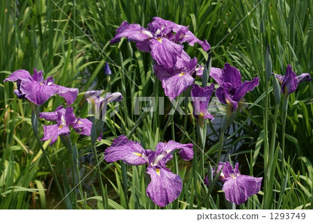 Floral irises Sunrise crane Floral irises Sunrise crane 1293749