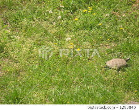 Japanese Ishigara-japanese tortoise female Japanese Ishigara-japanese tortoise female 1293840