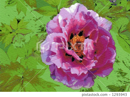 裝飾花卉 牡丹 紫色 1293943