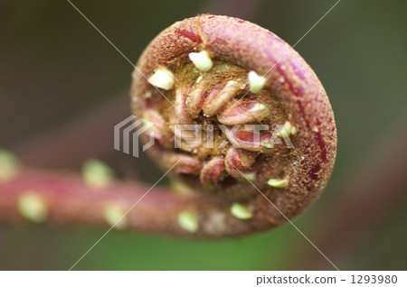 Ishigakijima蕨菜豆芽 Ishigakijima蕨菜豆芽 1293980