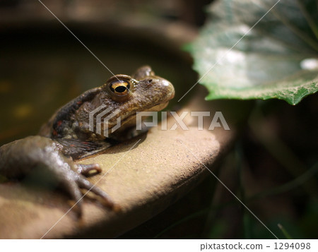Frog's row water Frog's row water 1294098